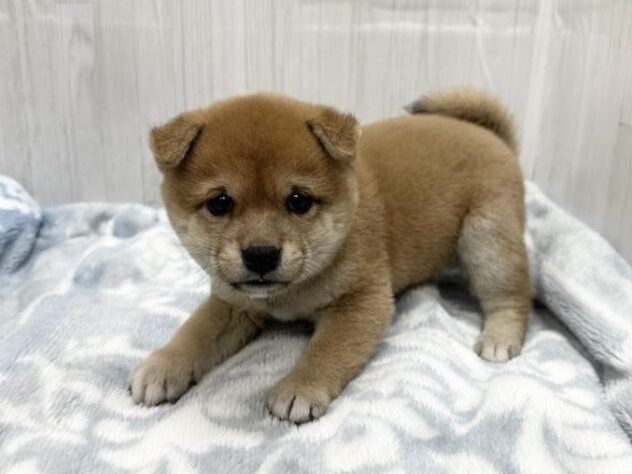 徳島県の豆柴 (アミーゴ北島店/2026年1月18日生まれ/男の子/赤)の子犬
