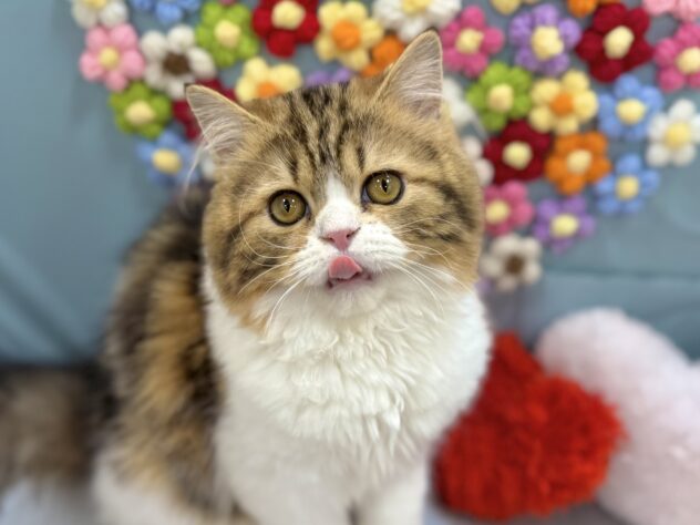 兵庫県のスコティッシュフォールド (ワンキャラット アミーゴ姫路飾磨店/2025年10月17日生まれ/男の子/ブラウンタビーホワイト)の子猫の1枚目の画像