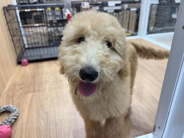 徳島県のスタンダードプードル (アミーゴ北島店/2025年11月17日生まれ/女の子/アプリコット)の子犬