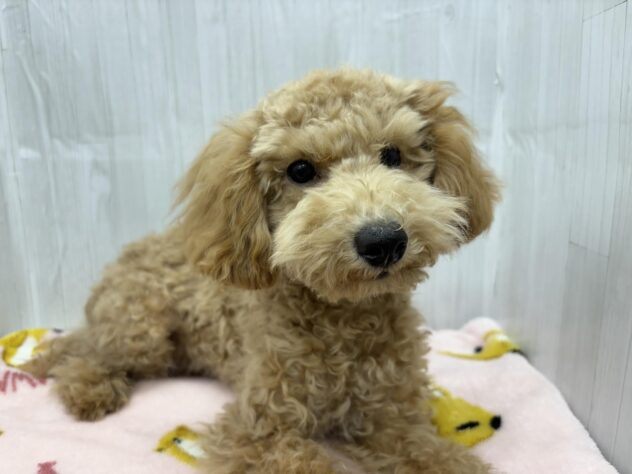 徳島県のトイプードル(トイ) (アミーゴ北島店/2025年10月26日生まれ/男の子/アプリコット)の子犬