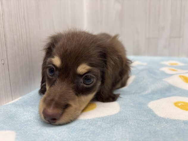 徳島県のミニチュアダックスフンド(ロング) (アミーゴ北島店/2026年1月18日生まれ/女の子/チョコレートイエロー)の子犬の4枚目の画像