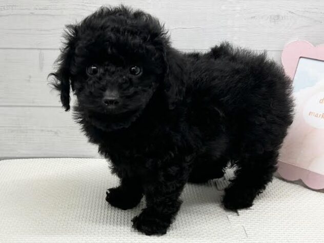 徳島県のトイプードル(トイ) (アミーゴ徳島店/2025年12月26日生まれ/女の子/ブラック)の子犬の3枚目の画像