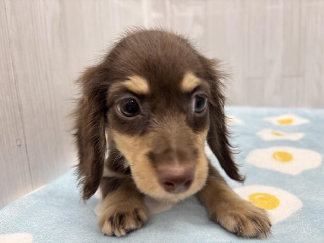 徳島県のミニチュアダックスフンド(ロング) (アミーゴ北島店/2026年1月18日生まれ/女の子/チョコレートイエロー)の子犬の3枚目の画像