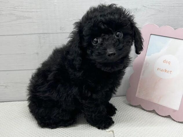 徳島県のトイプードル(トイ) (アミーゴ徳島店/2025年12月26日生まれ/女の子/ブラック)の子犬の2枚目の画像
