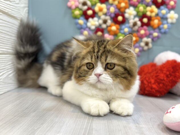 兵庫県のスコティッシュフォールド (ワンキャラット アミーゴ姫路飾磨店/2025年10月17日生まれ/男の子/ブラウンタビーホワイト)の子猫の3枚目の画像