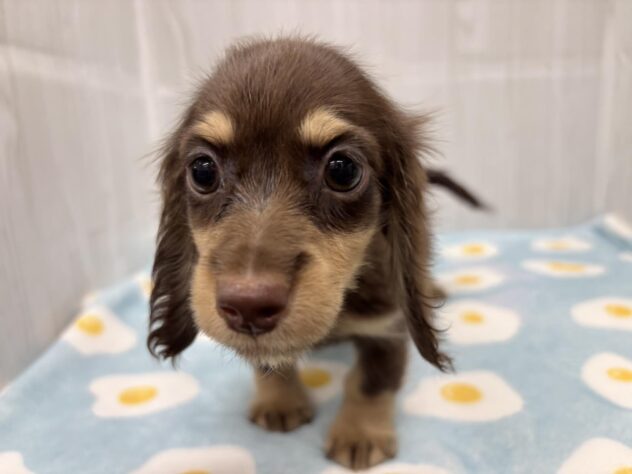 徳島県のミニチュアダックスフンド(ロング) (アミーゴ北島店/2026年1月18日生まれ/女の子/チョコレートイエロー)の子犬の2枚目の画像
