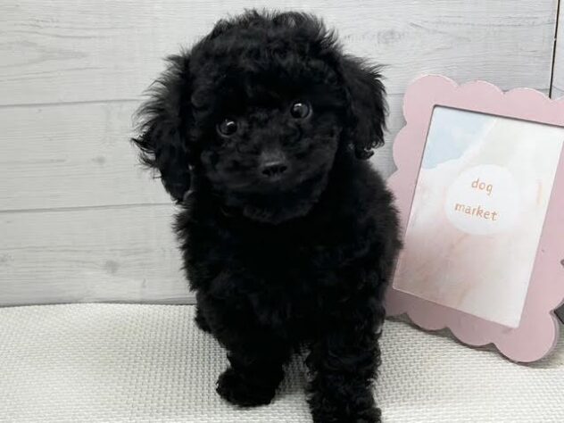 徳島県のトイプードル(トイ) (アミーゴ徳島店/2025年12月26日生まれ/女の子/ブラック)の子犬の1枚目の画像