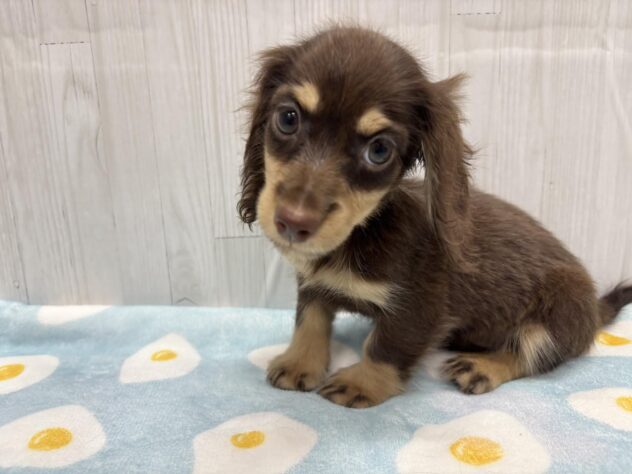 徳島県のミニチュアダックスフンド(ロング) (アミーゴ北島店/2026年1月18日生まれ/女の子/チョコレートイエロー)の子犬の1枚目の画像