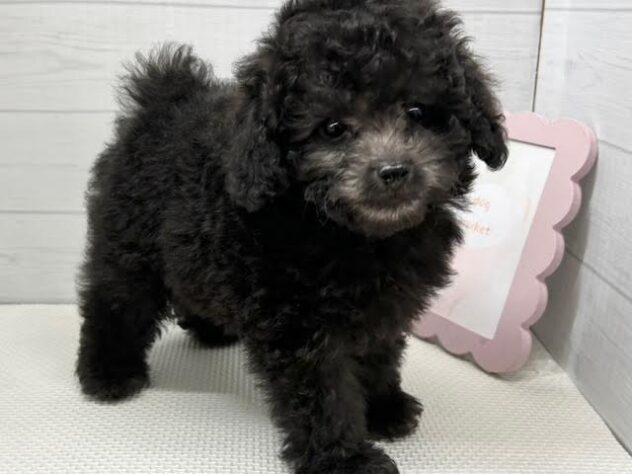 徳島県のトイプードル(トイ) (アミーゴ徳島店/2025年12月28日生まれ/男の子/シルバー)の子犬の3枚目の画像