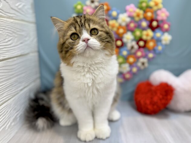 兵庫県のスコティッシュフォールド (ワンキャラット アミーゴ姫路飾磨店/2025年10月17日生まれ/男の子/ブラウンタビーホワイト)の子猫の2枚目の画像