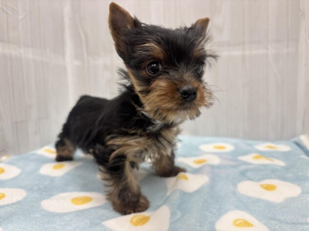 徳島県のヨークシャーテリア (アミーゴ北島店/2026年1月22日生まれ/男の子/スチールブルータン)の子犬の1枚目の画像