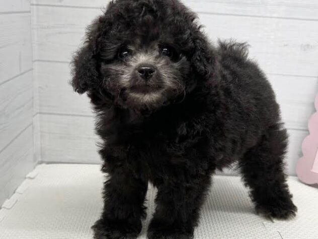 徳島県のトイプードル(トイ) (アミーゴ徳島店/2025年12月28日生まれ/男の子/シルバー)の子犬の1枚目の画像
