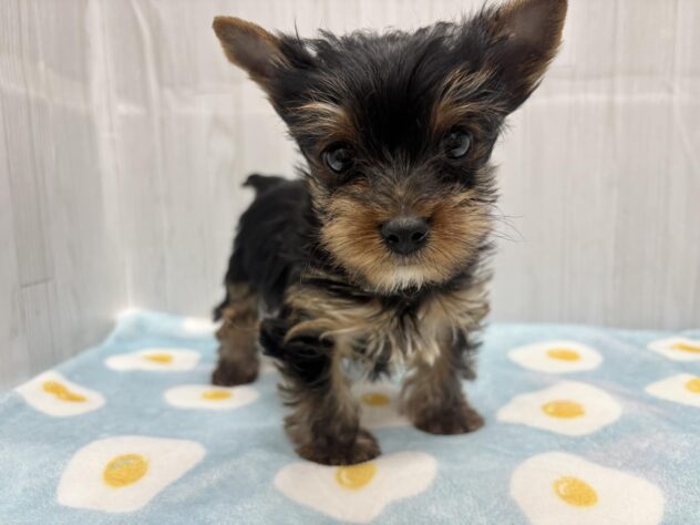 徳島県のヨークシャーテリア (アミーゴ北島店/2026年1月22日生まれ/男の子/スチールブルータン)の子犬の4枚目の画像