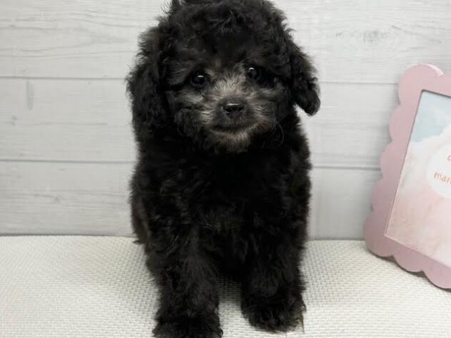 徳島県のトイプードル(トイ) (アミーゴ徳島店/2025年12月28日生まれ/男の子/シルバー)の子犬の2枚目の画像