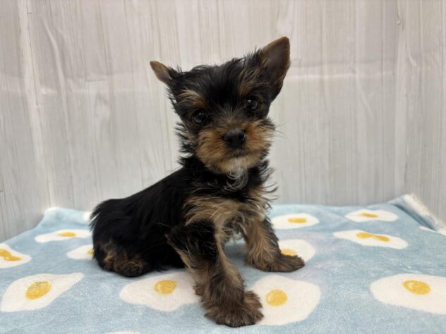 徳島県のヨークシャーテリア (アミーゴ北島店/2026年1月22日生まれ/男の子/スチールブルータン)の子犬の2枚目の画像
