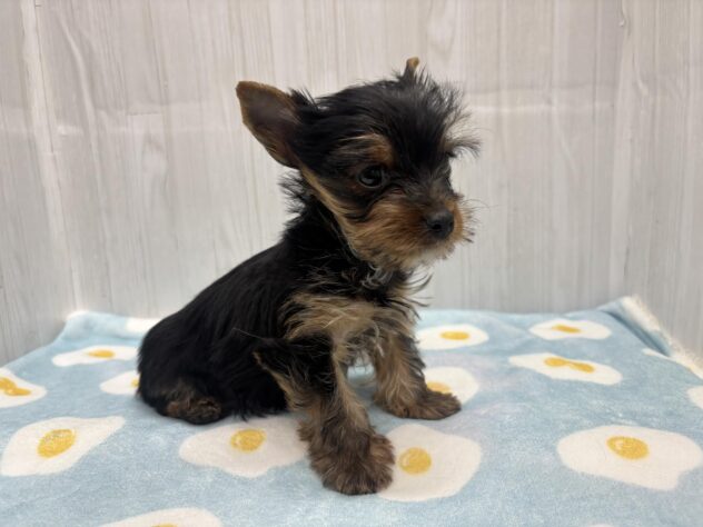 徳島県のヨークシャーテリア (アミーゴ北島店/2026年1月22日生まれ/男の子/スチールブルータン)の子犬の3枚目の画像