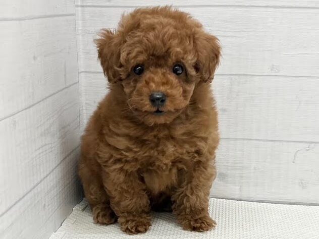 徳島県のトイプードル(トイ) (アミーゴ徳島店/2026年1月6日生まれ/男の子/レッドフォーン)の子犬の3枚目の画像