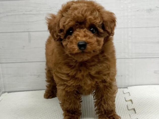 徳島県のトイプードル(トイ) (アミーゴ徳島店/2026年1月6日生まれ/男の子/レッドフォーン)の子犬の1枚目の画像