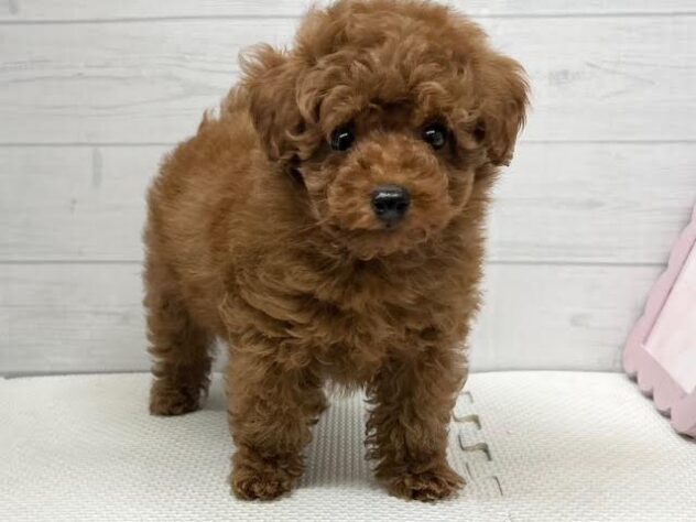 徳島県のトイプードル(トイ) (アミーゴ徳島店/2026年1月6日生まれ/男の子/レッドフォーン)の子犬の2枚目の画像