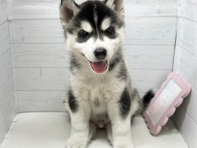 徳島県のシベリアンハスキー (アミーゴ徳島店/2026年1月5日生まれ/男の子/ブラックホワイト)の子犬の1枚目の画像