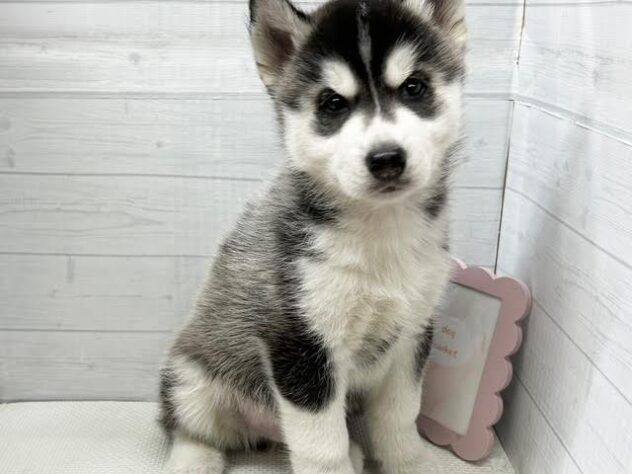徳島県のシベリアンハスキー (アミーゴ徳島店/2026年1月5日生まれ/男の子/ブラックホワイト)の子犬の2枚目の画像