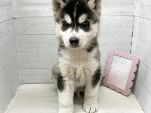 徳島県のシベリアンハスキー (アミーゴ徳島店/2026年1月5日生まれ/男の子/ブラックホワイト)の子犬の3枚目の画像