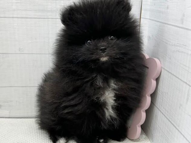 徳島県のポメラニアン (アミーゴ徳島店/2026年1月2日生まれ/男の子/ブラック)の子犬の1枚目の画像