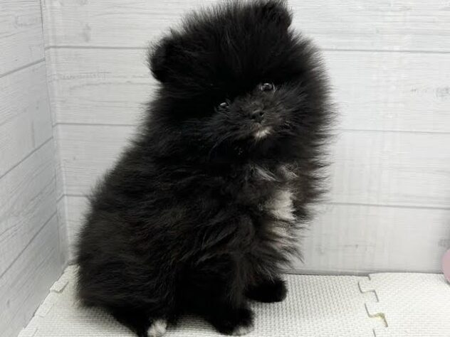 徳島県のポメラニアン (アミーゴ徳島店/2026年1月2日生まれ/男の子/ブラック)の子犬の2枚目の画像