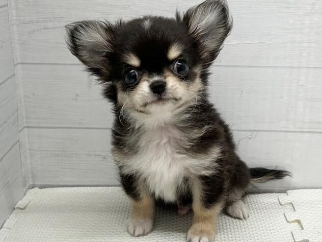 徳島県のチワワ(ロング) (アミーゴ徳島店/2026年1月3日生まれ/男の子/ブラックタンホワイト)の子犬の1枚目の画像