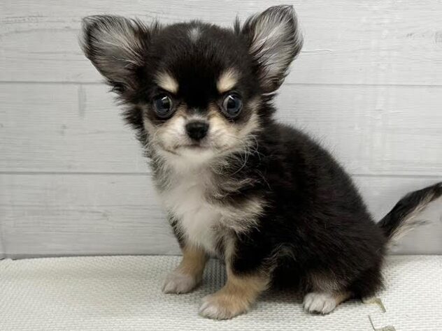 徳島県のチワワ(ロング) (アミーゴ徳島店/2026年1月3日生まれ/男の子/ブラックタンホワイト)の子犬の2枚目の画像