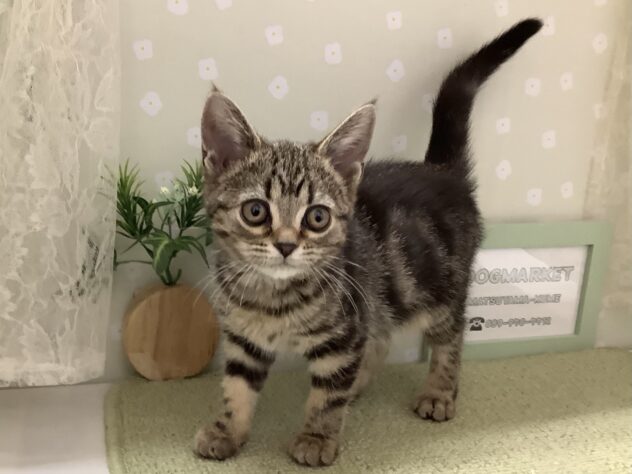 愛媛県のアメリカンショートヘアー (アミーゴ松山久米店/2026年1月15日生まれ/女の子/ブラウンタビー)の子猫