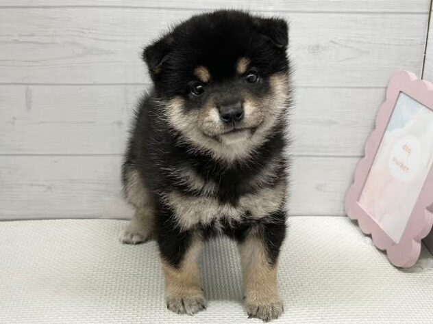 徳島県の豆柴 (アミーゴ徳島店/2026年1月12日生まれ/男の子/黒)の子犬の2枚目の画像