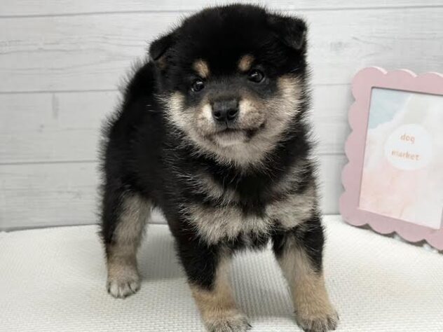 徳島県の豆柴 (アミーゴ徳島店/2026年1月12日生まれ/男の子/黒)の子犬の3枚目の画像