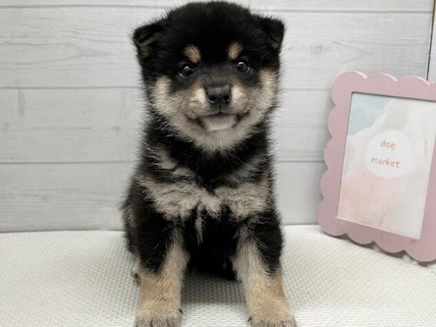 徳島県の豆柴 (アミーゴ徳島店/2026年1月12日生まれ/男の子/黒)の子犬の1枚目の画像