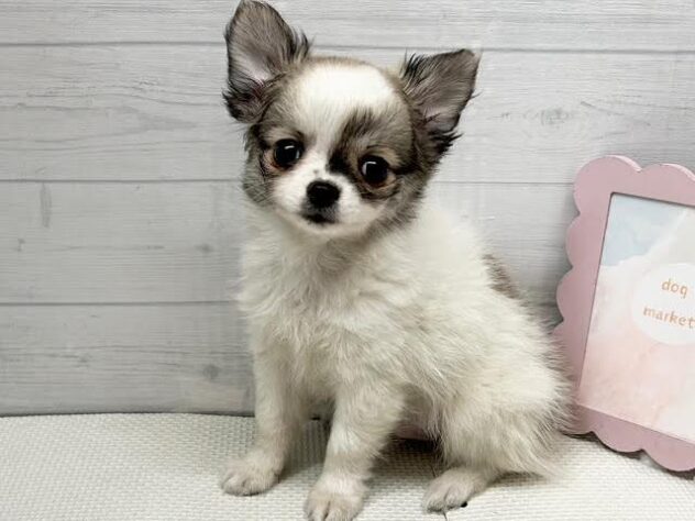 徳島県のチワワ(ロング) (アミーゴ徳島店/2026年1月11日生まれ/男の子/ホワイトフォーン)の子犬の2枚目の画像