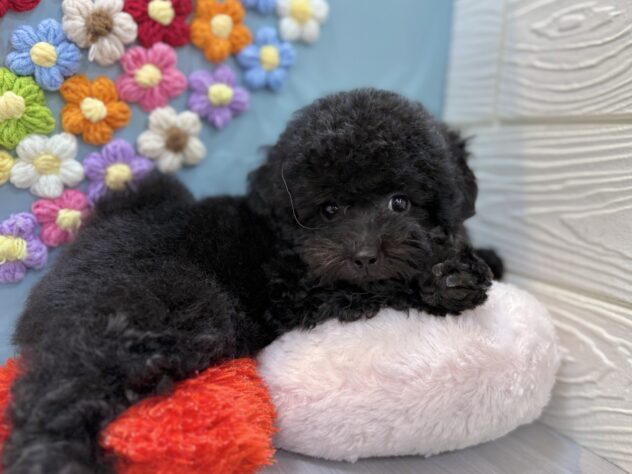 兵庫県のトイプードル(トイ) (ワンキャラット アミーゴ姫路飾磨店/2025年12月30日生まれ/女の子/ブラック)の子犬の3枚目の画像