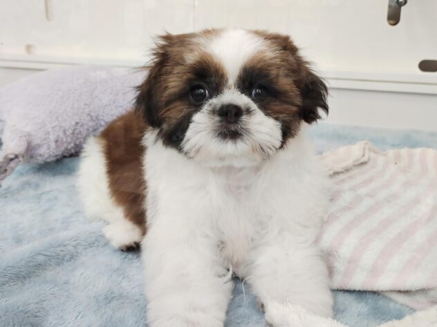 愛媛県のシーズー (アミーゴ松山久米店/2026年1月13日生まれ/女の子/ゴールドホワイト)の子犬の1枚目の画像