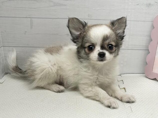 徳島県のチワワ(ロング) (アミーゴ徳島店/2026年1月11日生まれ/男の子/ホワイトフォーン)の子犬の3枚目の画像