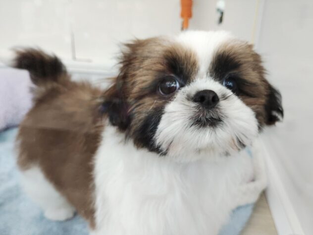 愛媛県のシーズー (アミーゴ松山久米店/2026年1月13日生まれ/女の子/ゴールドホワイト)の子犬の4枚目の画像