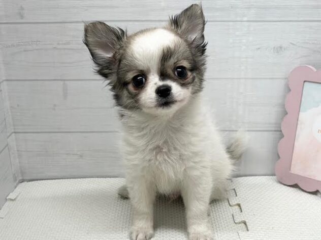 徳島県のチワワ(ロング) (アミーゴ徳島店/2026年1月11日生まれ/男の子/ホワイトフォーン)の子犬の1枚目の画像