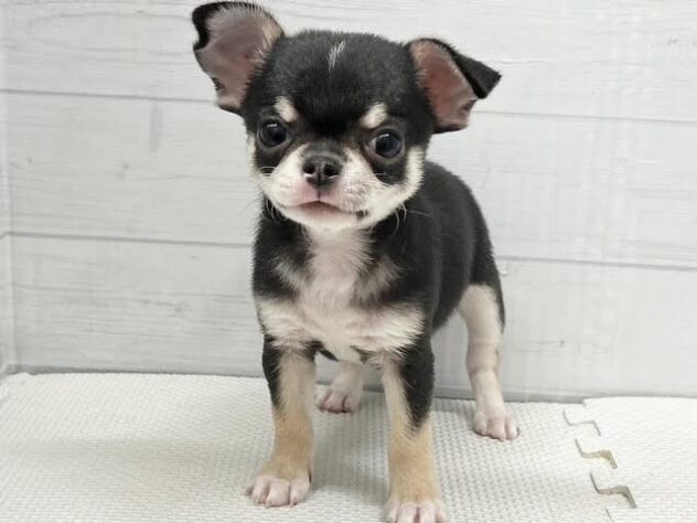 徳島県のチワワ(ロング) (アミーゴ徳島店/2026年1月17日生まれ/男の子/ブラックタンホワイト)の子犬