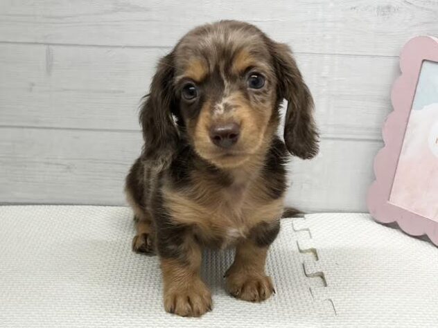 徳島県のカニンヘンダックスフンド(ロング) (アミーゴ徳島店/2026年1月18日生まれ/男の子/チョコレートダップル)の子犬