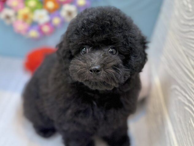 兵庫県のトイプードル(トイ) (ワンキャラット アミーゴ姫路飾磨店/2025年12月30日生まれ/女の子/ブラック)の子犬の1枚目の画像