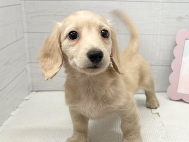 徳島県のミニチュアダックスフンド(ロング) (アミーゴ徳島店/2026年1月19日生まれ/女の子/イエロー)の子犬