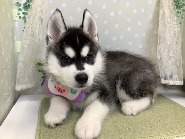 愛媛県のシベリアンハスキー (アミーゴ松山久米店/2026年1月3日生まれ/男の子/ブラックホワイト)の子犬の2枚目の画像