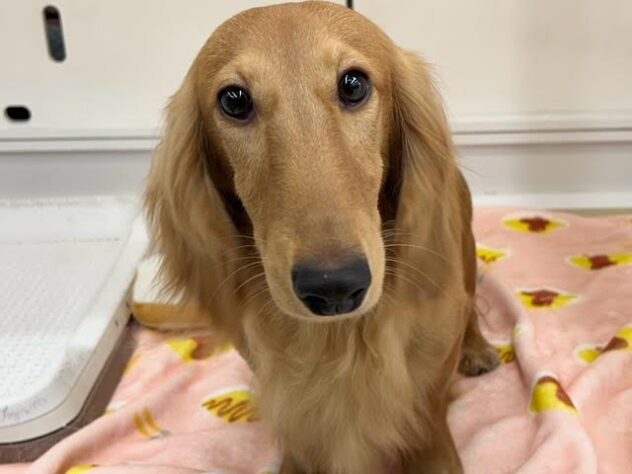 徳島県のミニチュアダックスフンド(ロング) (アミーゴ徳島店/2025年7月17日生まれ/男の子/ゴールド)の子犬