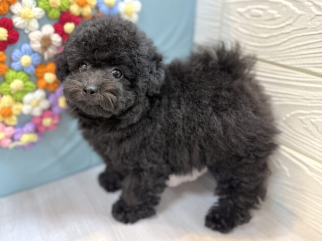 兵庫県のトイプードル(トイ) (ワンキャラット アミーゴ姫路飾磨店/2025年12月30日生まれ/女の子/ブラック)の子犬の2枚目の画像