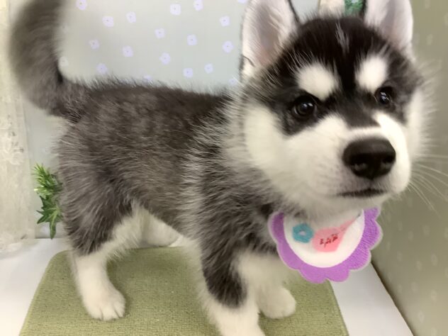 愛媛県のシベリアンハスキー (アミーゴ松山久米店/2026年1月3日生まれ/男の子/ブラックホワイト)の子犬の3枚目の画像