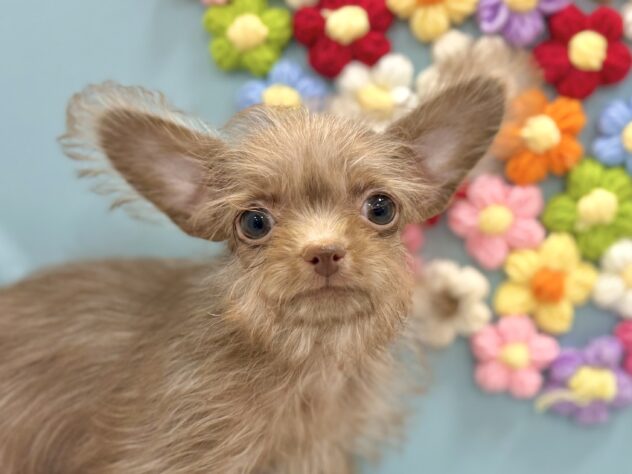 兵庫県のチワプー/プーチー(チワワ×プードル) (ワンキャラット アミーゴ姫路飾磨店/2025年12月28日生まれ/男の子/08 チョコレート系)の子犬の1枚目の画像