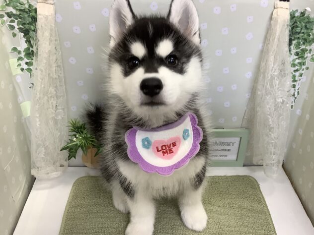 愛媛県のシベリアンハスキー (アミーゴ松山久米店/2026年1月3日生まれ/男の子/ブラックホワイト)の子犬の1枚目の画像